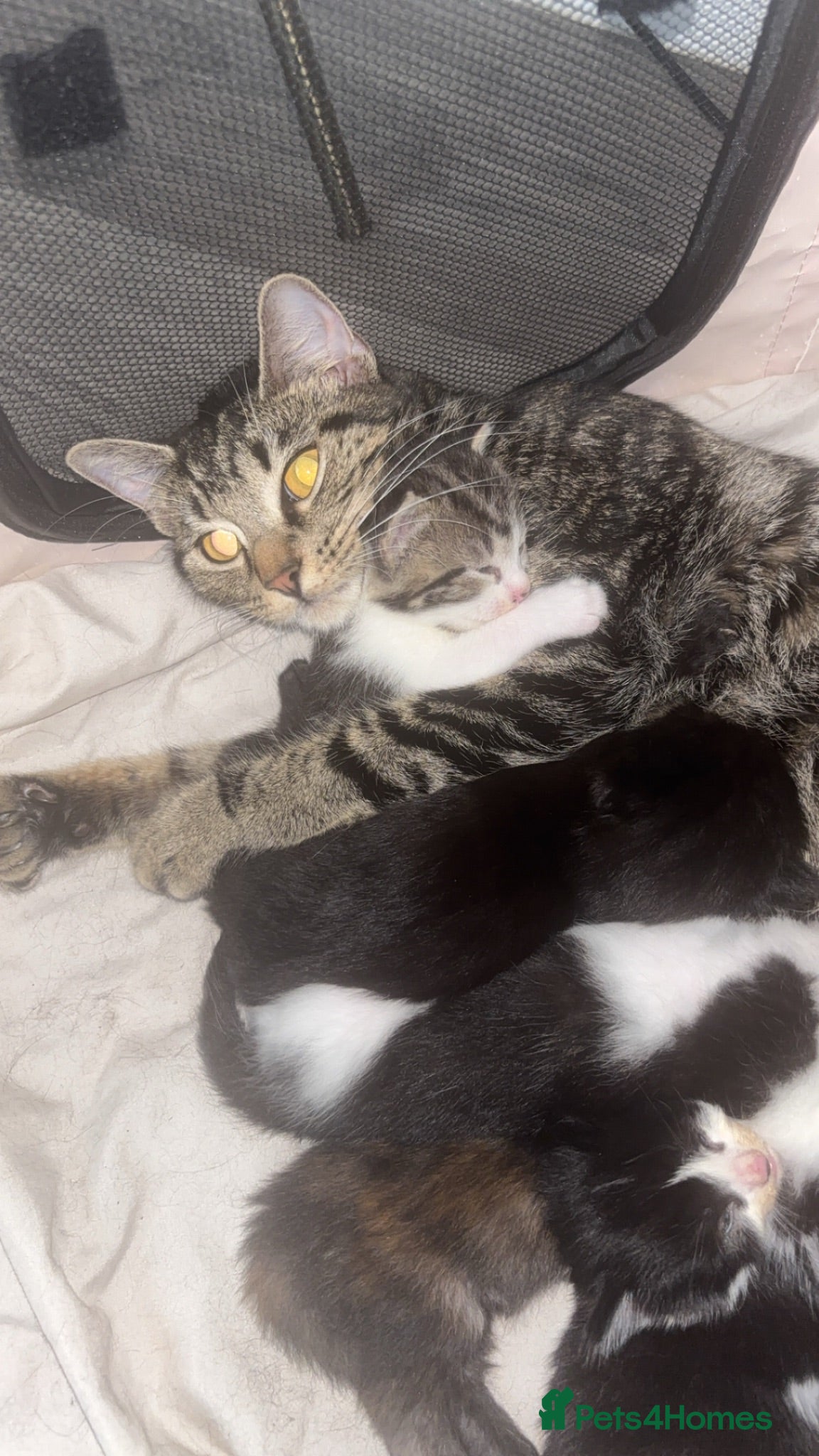 Mixed Breed cats Beautiful mixed tabby kittens  - Advert 2