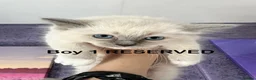 Ragdoll cats for sale: Gorgeous Ragdoll kittens - Advert 2