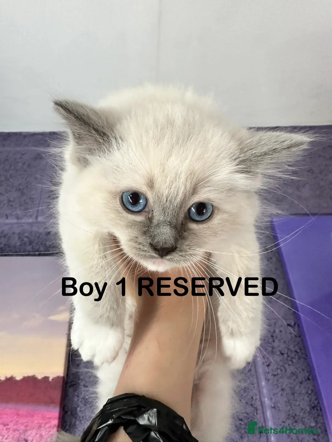 Ragdoll cats for sale: Gorgeous Ragdoll kittens - Advert 2