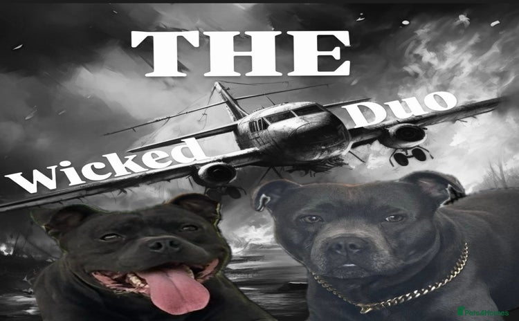 Staffordshire Bull Terrier dogs - Advert 1