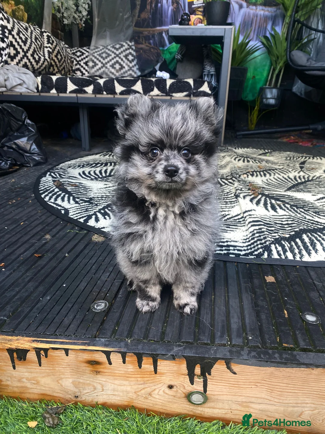 Pomeranian dogs for stud: NEXT GEN BLUE MERLE POM PUPS INCOMING - Advert 2