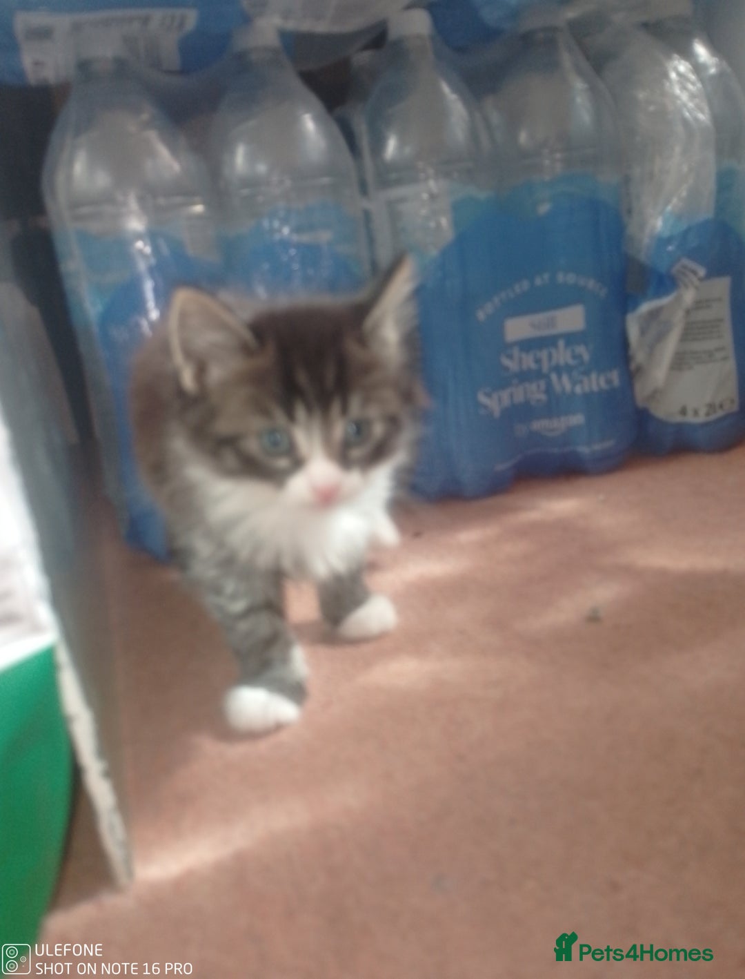 Mixed Breed cats for sale: 9 adorable Disney kitten couples  - Image 9