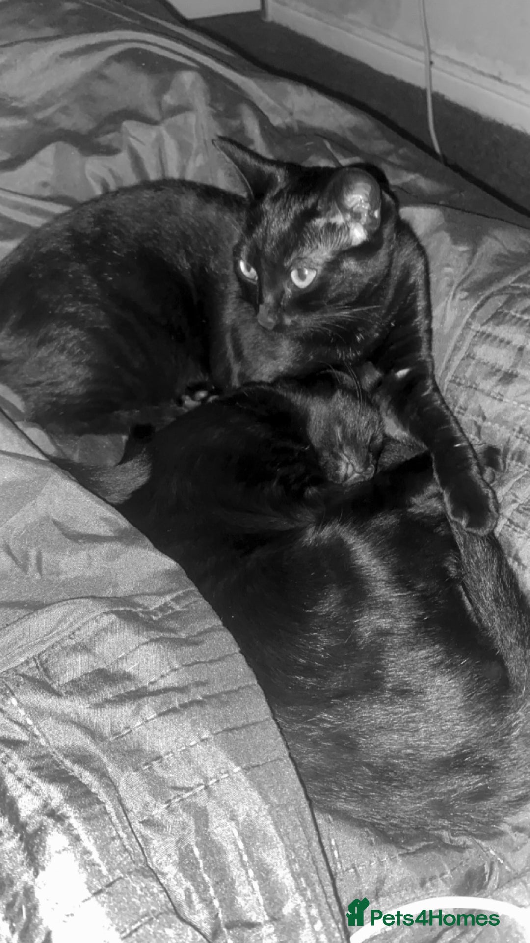 Bombay cats for sale: 2 black cats  - Advert 1