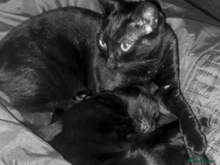 Bombay cats 2 black cats - Advert 1