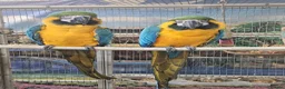 Parrots birds for sale: PARAKEETS/PARROTS/AMAZON/COCKATOO/MACAW available  - Advert 23