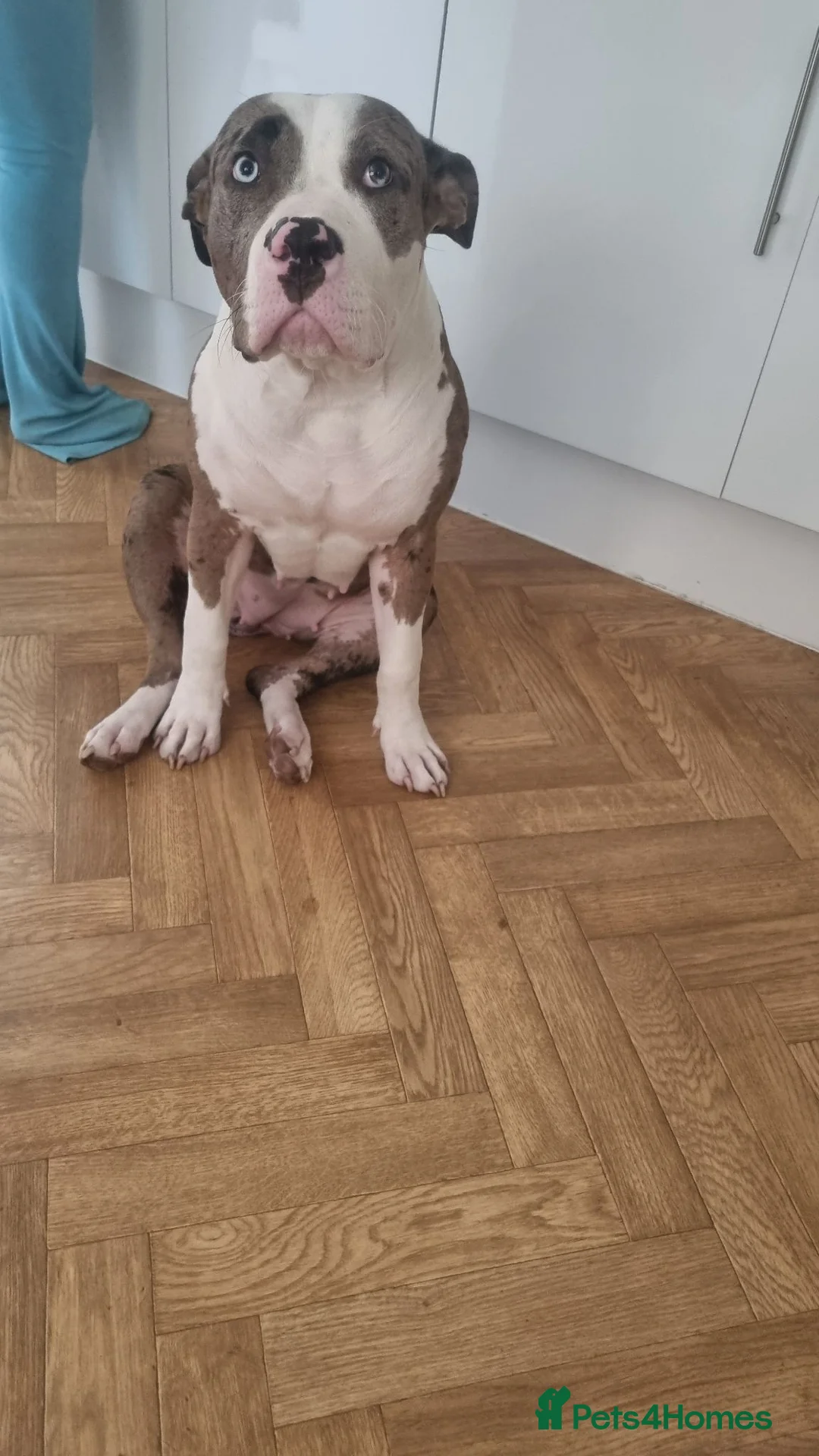 American Bulldog dogs for sale: Good home for ivy in Enfield - Advert 2