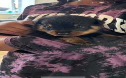 Rottweiler dogs for sale: Last two left!! Rottweiler puppies - Image 2