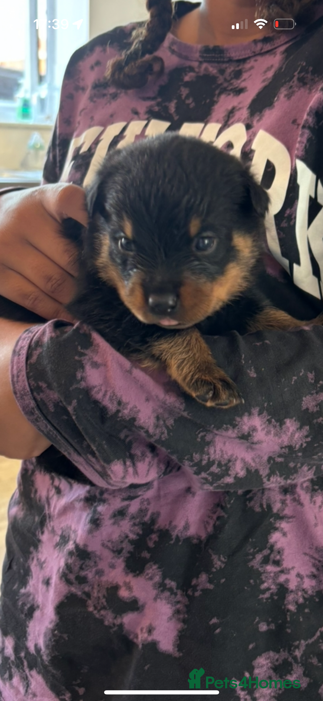 Rottweiler dogs for sale: Last two left!! Rottweiler puppies - Image 2