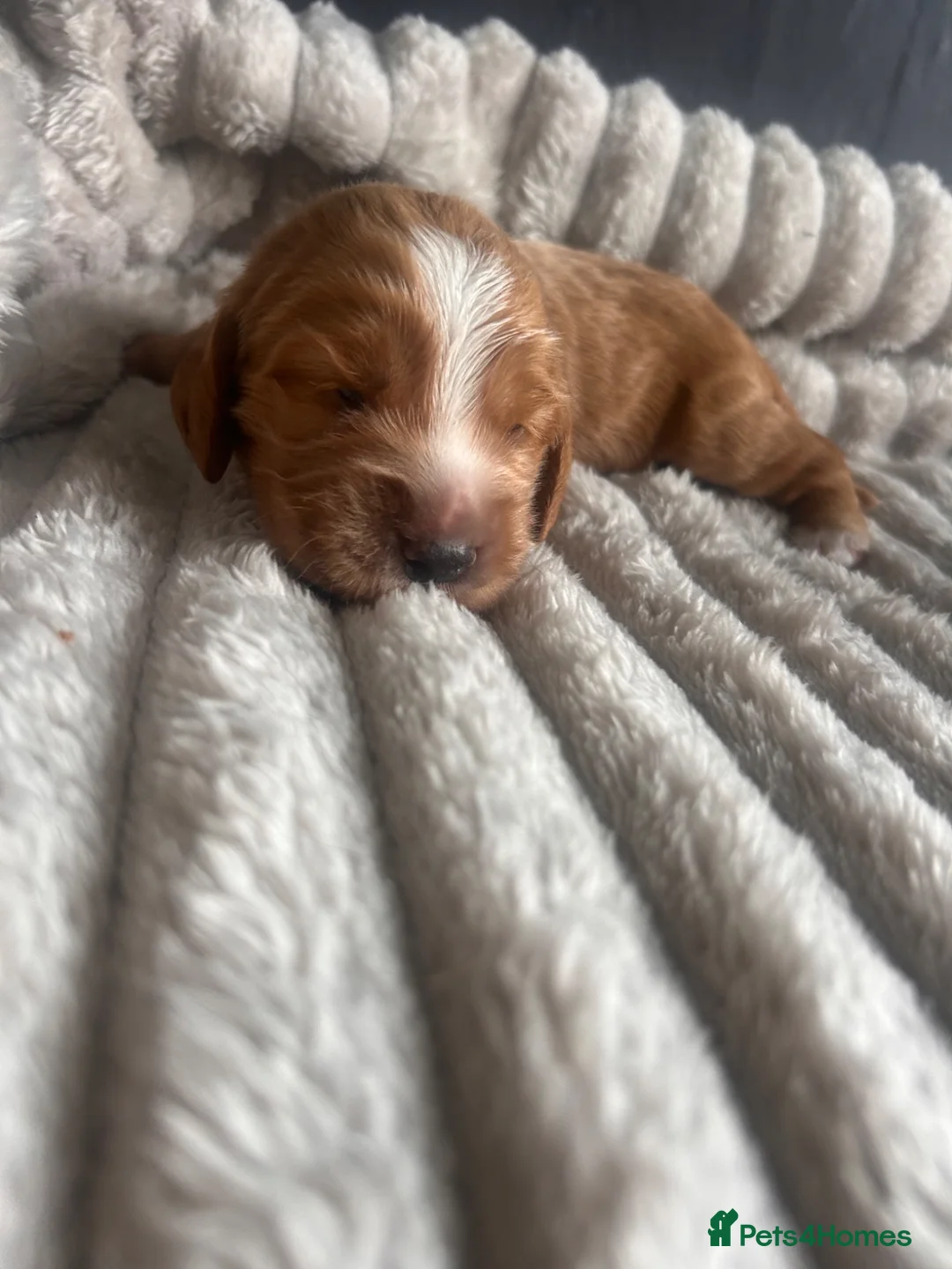 Cocker Spaniel dogs for sale: Beautiful cocker spaniel puppies - Advert 1