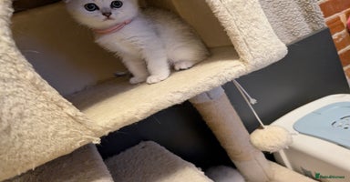 Scottish Fold cats 😻Scottish fold kittens😻 - Advert 11