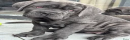 Neapolitan Mastiff dogs for sale: 1 girl puppy Neapolitan mastiff 8 week  - Advert 10