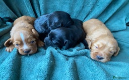Cocker Spaniel dogs for sale: Working Cocker Spaniel Puppies   - Image 2