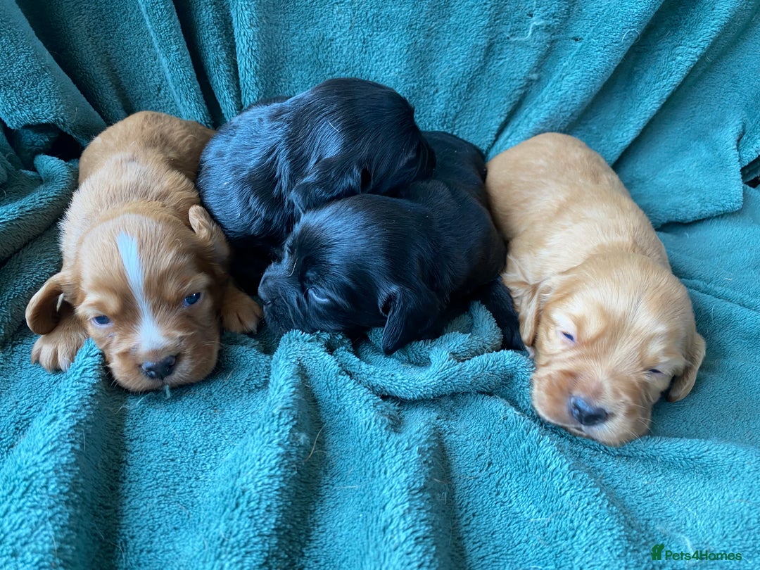 Cocker Spaniel dogs for sale: Working Cocker Spaniel Puppies   - Image 2