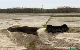 Japanese Akita Inu dogs for stud: Japanese Akita for stud  - Advert 4