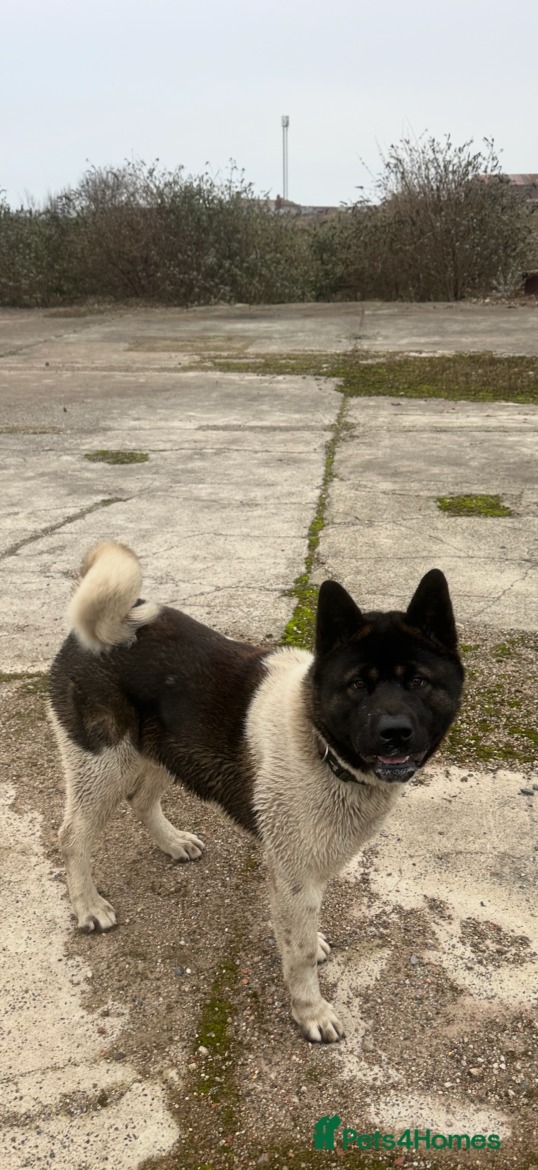 Japanese Akita Inu dogs for stud: Japanese Akita for stud  - Advert 4