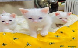 Ragdoll cats for sale: l Ragdol Kiten - Image 12