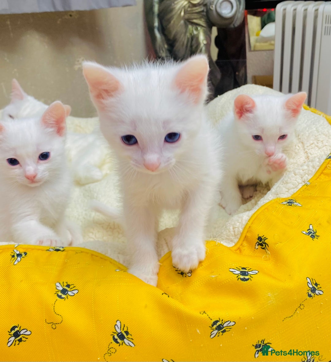 Ragdoll cats for sale: l Ragdol Kiten - Image 12