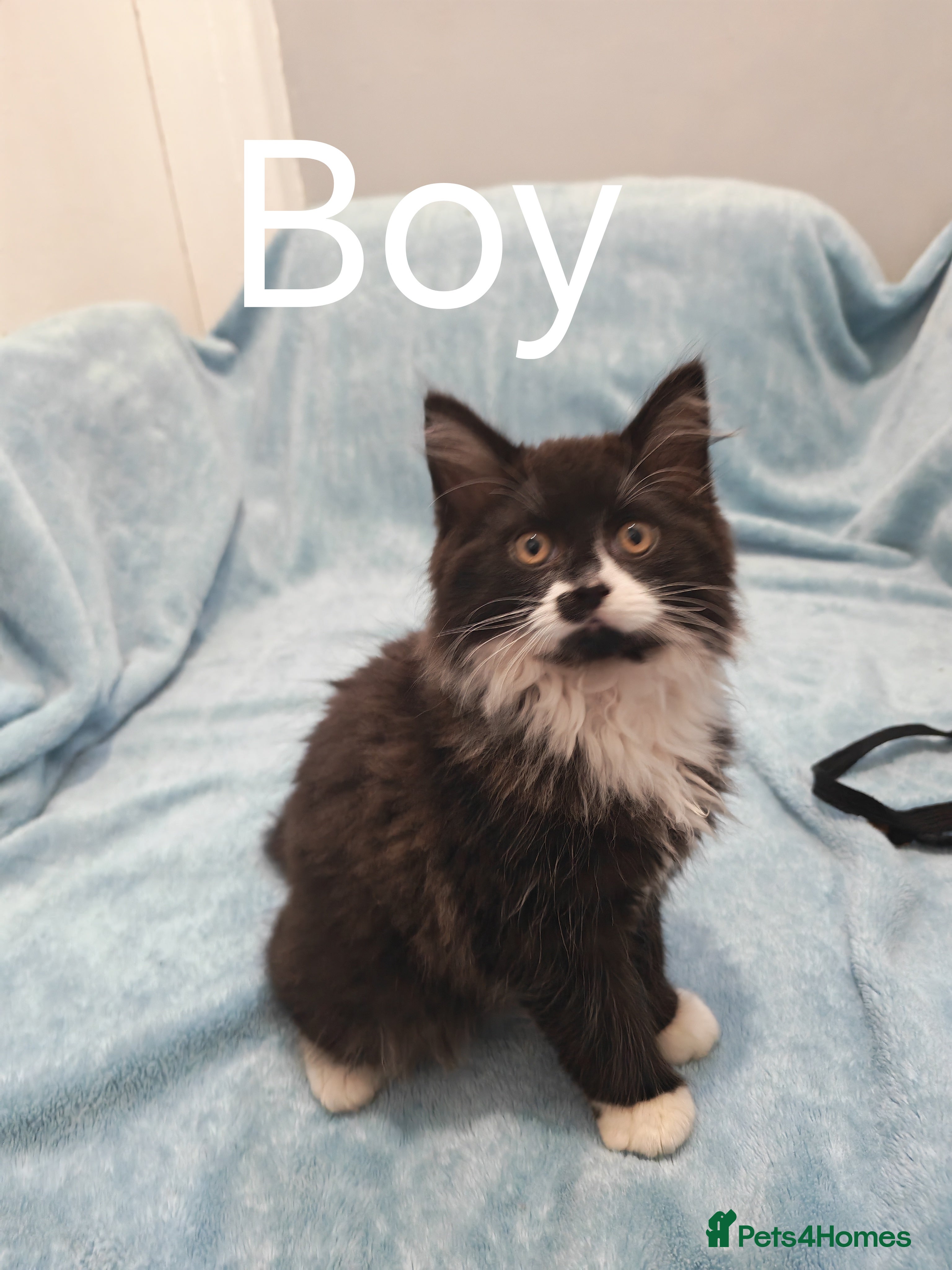 Mixed Breed cats Fluffy & sccotis flod kittens Videos - Advert 3