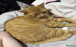 Mixed Breed cats for sale: Gorgeous boy for rehoming🐱 READ DESCRIPTION!!  - Image 7