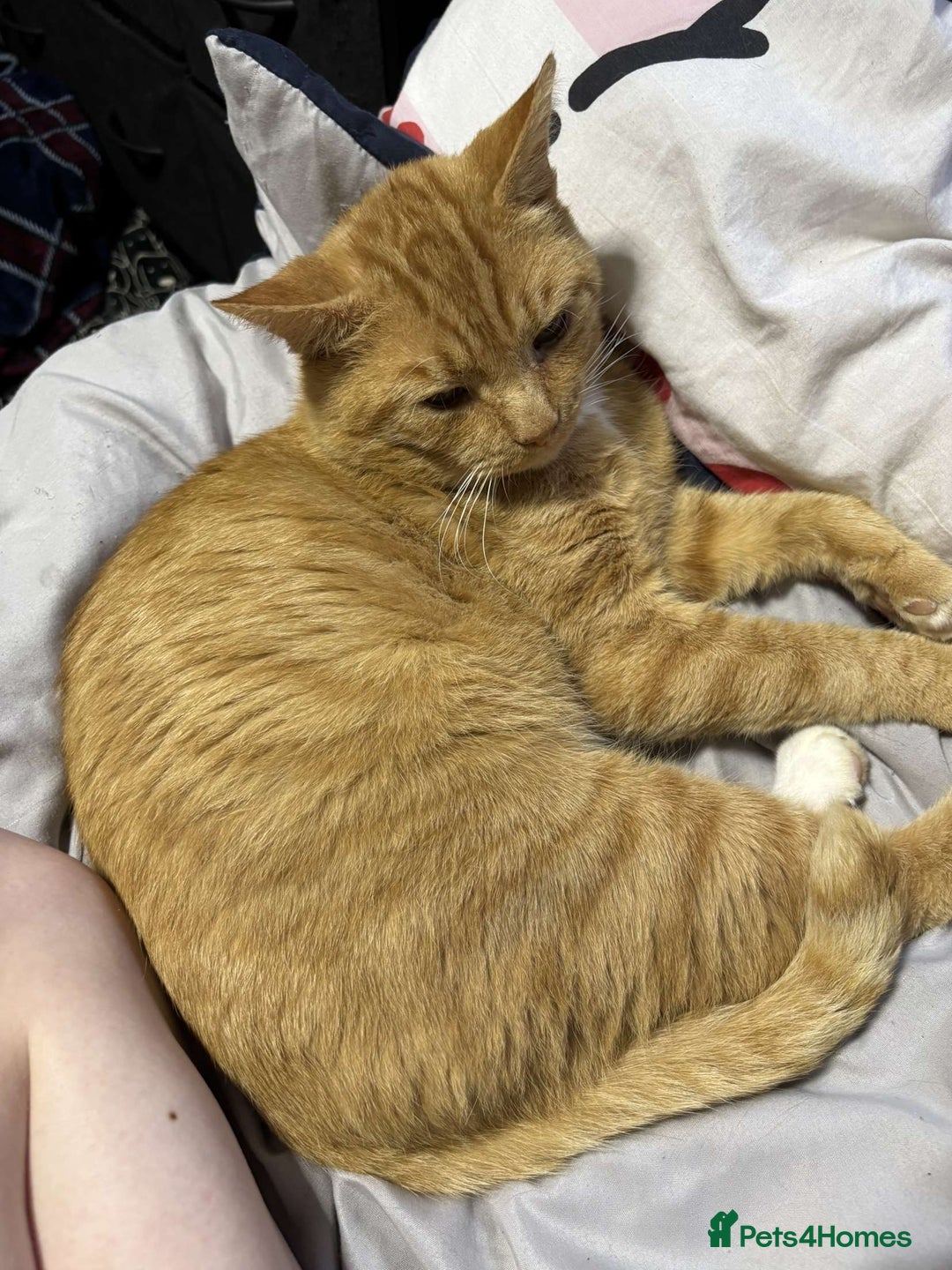 Mixed Breed cats for sale: Gorgeous boy for rehoming🐱 READ DESCRIPTION!!  - Image 7