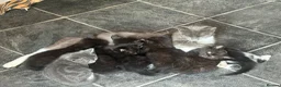 Mixed Breed cats for sale: Beautiful Black Female Kitten - Advert 4