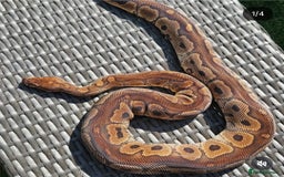 Python Snake reptiles for sale: Royal pythons for sale  - Image 2