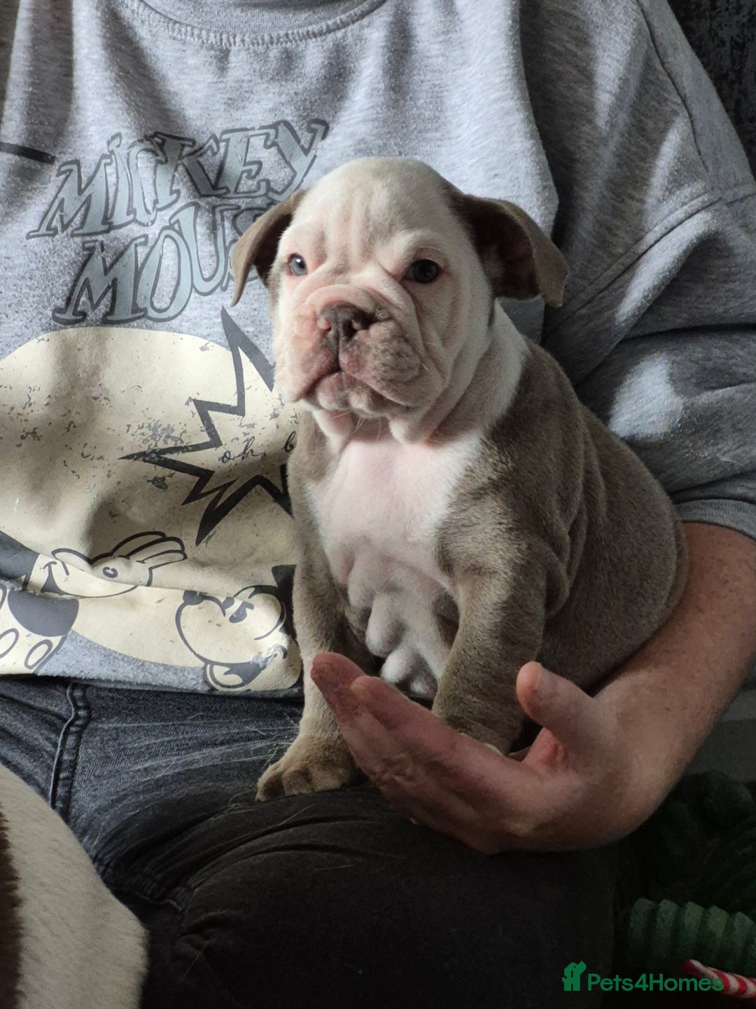 English Bulldog dogs for sale: English bulldog male - Image 2
