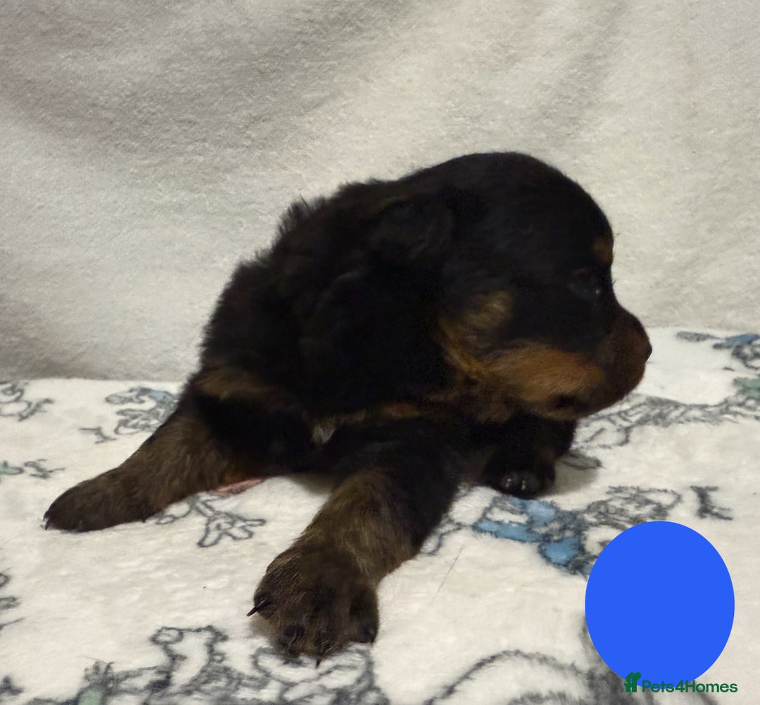 Rottweiler dogs for sale: KC Registered Litter of Rottweilers 💙💗 - Image 5