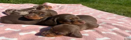 Miniature Dachshund dogs for sale: KC Registered Miniature Dachshund Puppies - Advert 9
