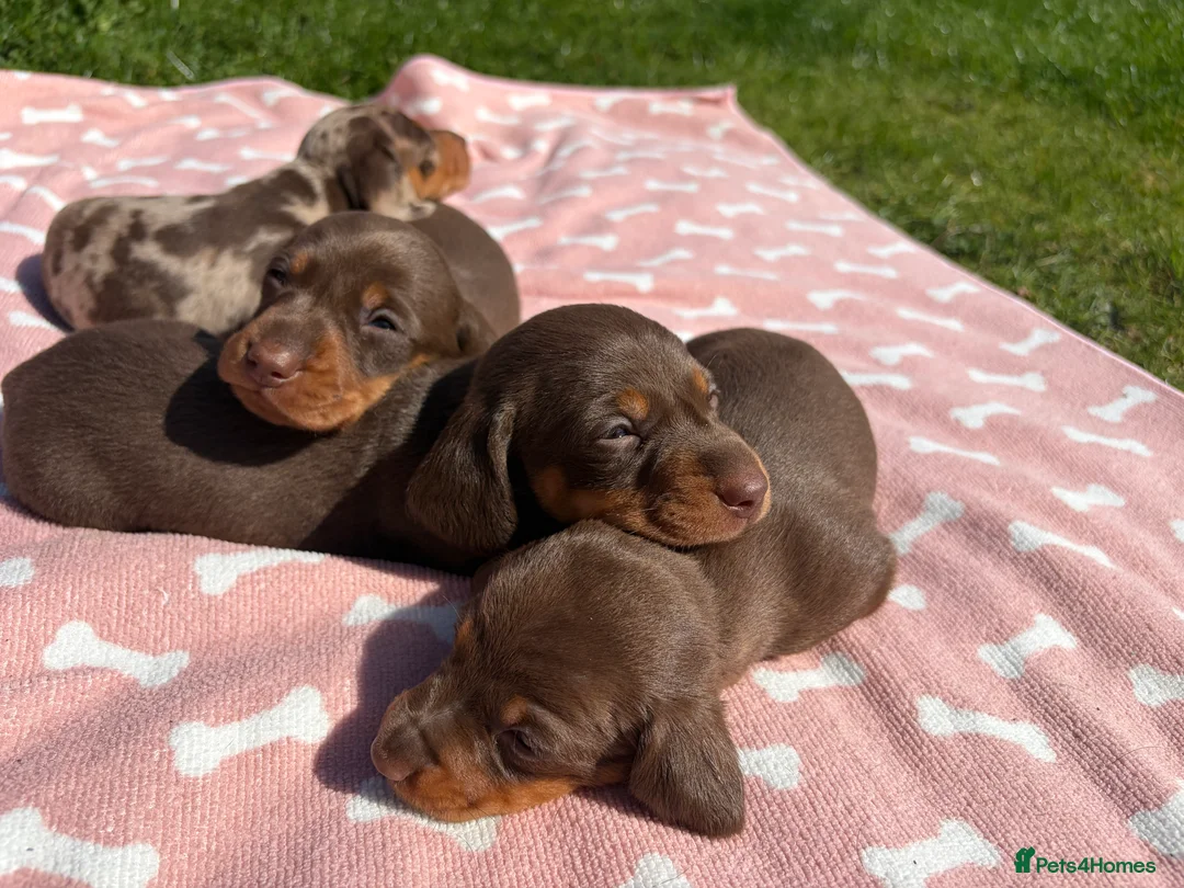 Miniature Dachshund dogs for sale: KC Registered Miniature Dachshund Puppies - Advert 9