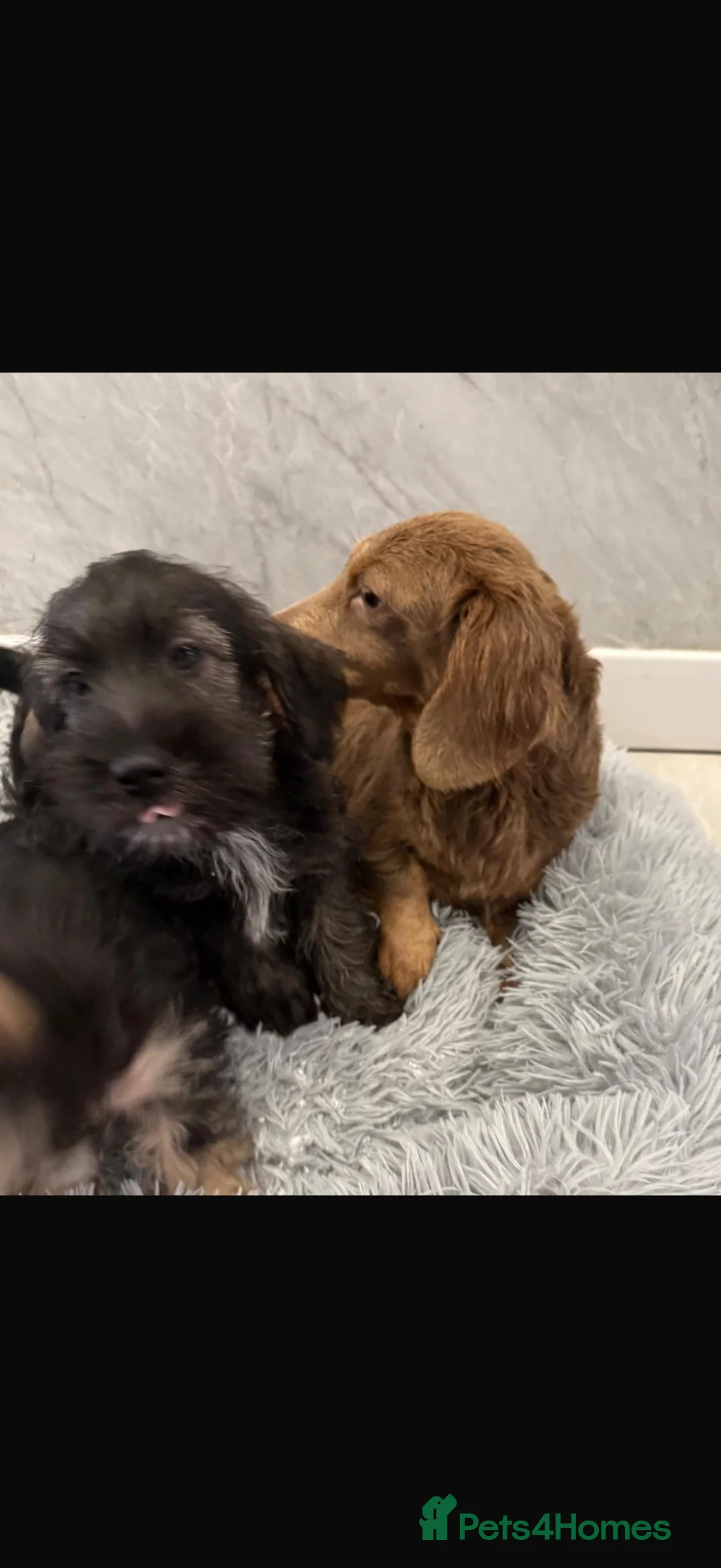 Mixed Breed dogs for sale: Mini schnauzer x mini dachshund  - Advert 6