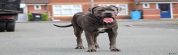 Cane Corso dogs for stud: Dell’Angra / Del Dyrium stud  in Manchester - Advert 3