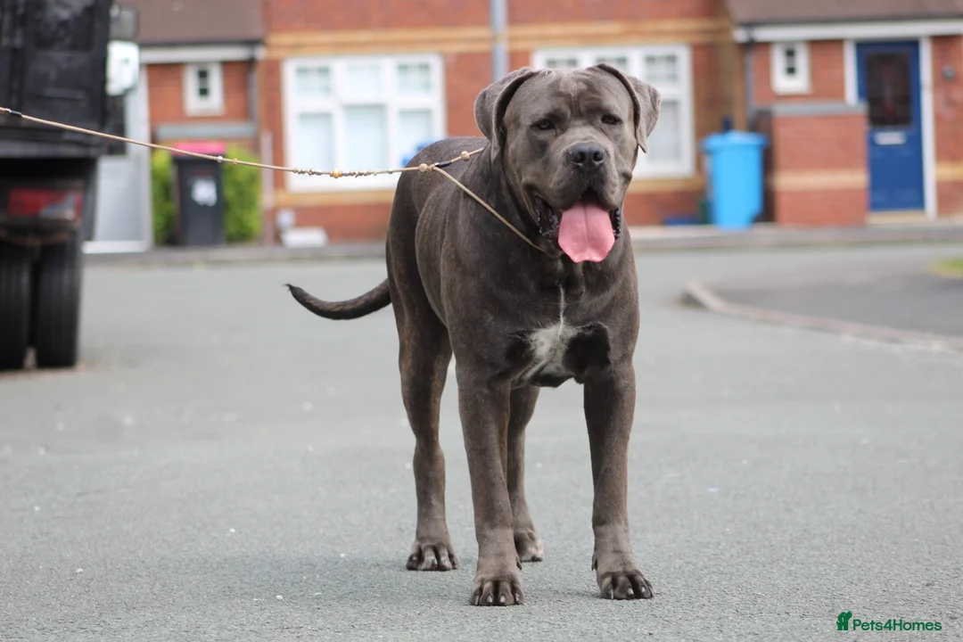 Cane Corso dogs for stud: Dell’Angra / Del Dyrium stud  in Manchester - Advert 3