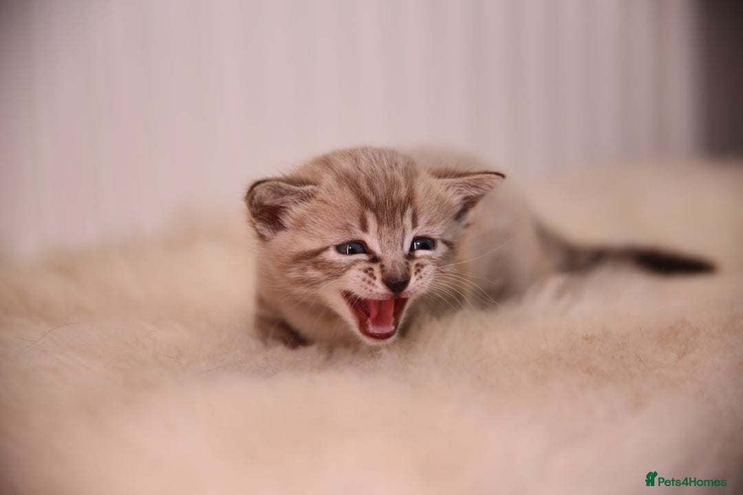 Bengal cats for sale: Adorable Snow / Charcoal Bengal kittens for sale - Advert 26