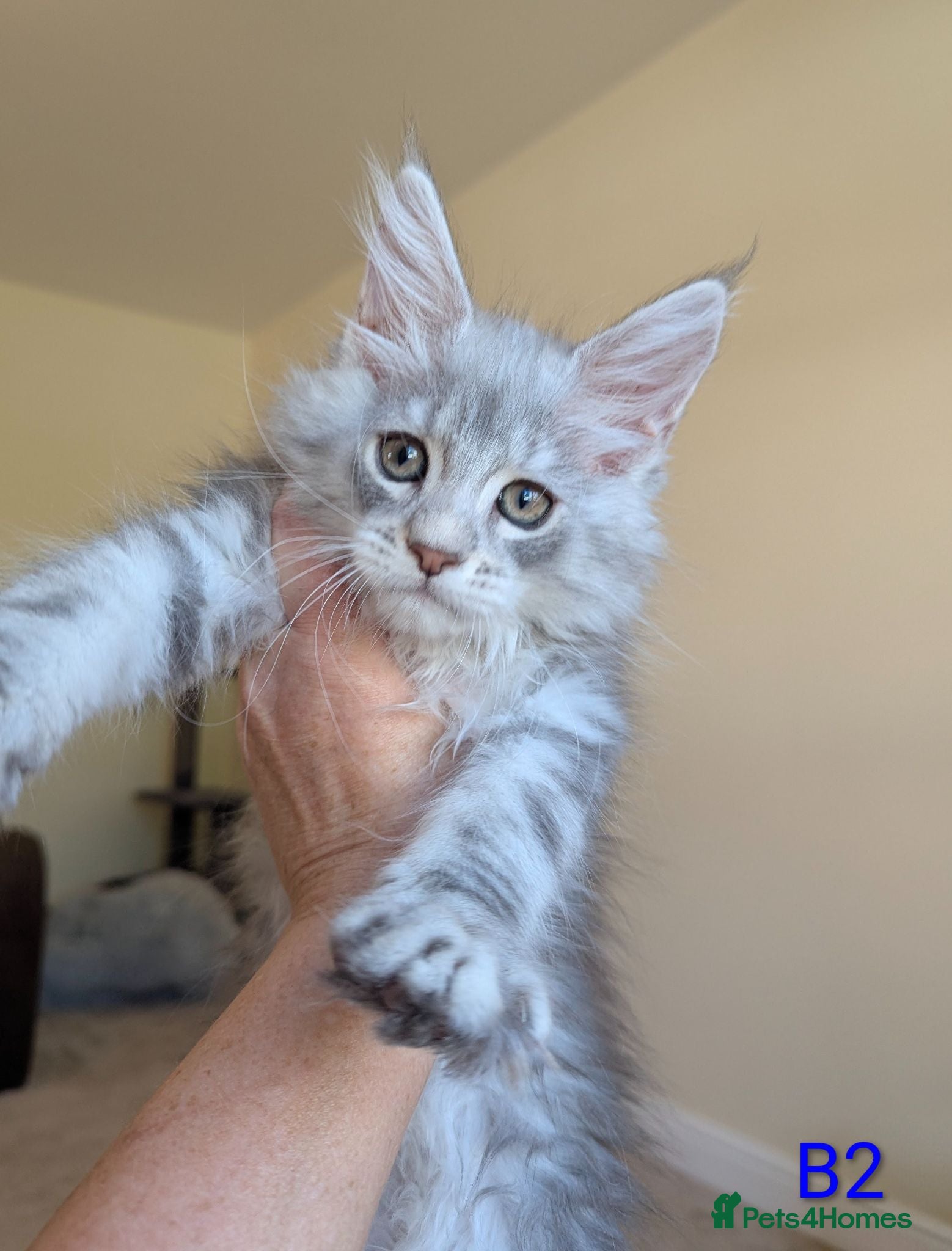 Maine Coon cats Male Maine Coon Kittens  - Advert 9
