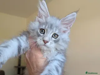 Maine Coon cats Male Maine Coon Kittens - Advert 9
