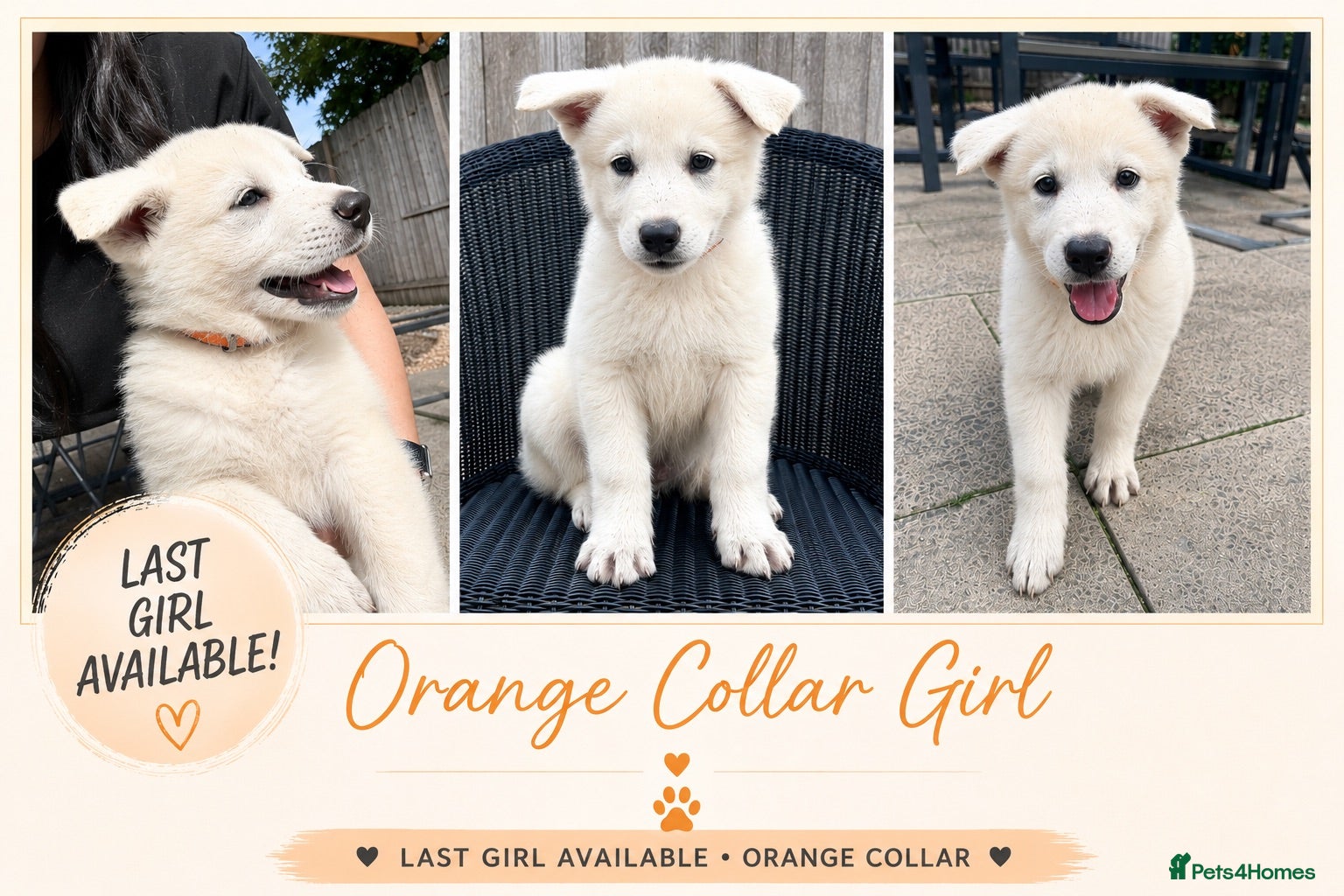 White Swiss Shepherd dogs 🏆KC WSS Champion Bloodline stunning puppies - Advert 1