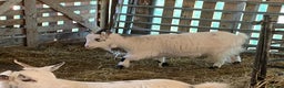 Goats livestock for sale: Flock of Pigmy goats for sale - Advert 1