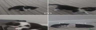 PO