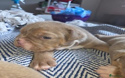 English Bulldog dogs for sale: Beautiful New english bulldogges  - Image 14