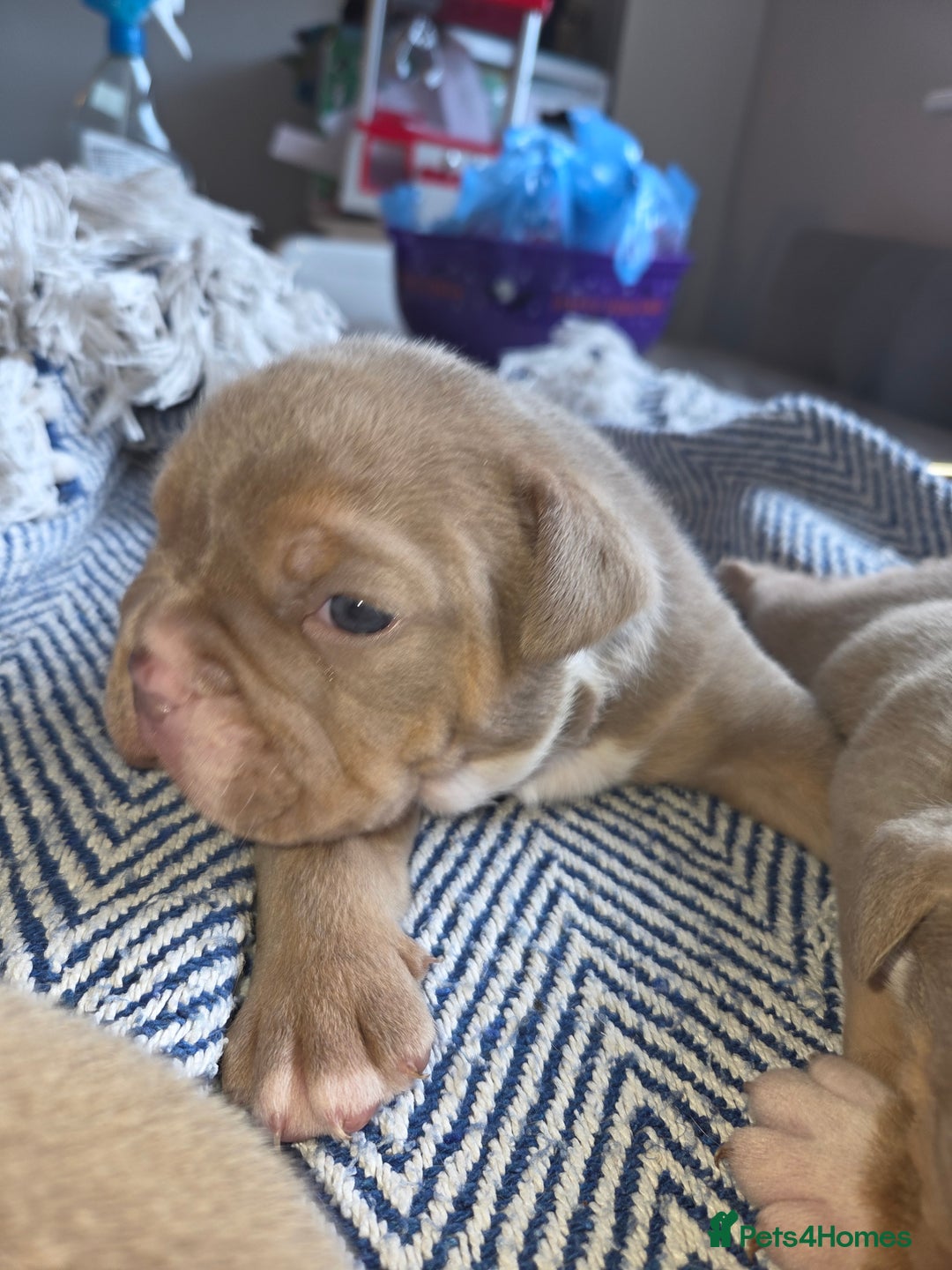 English Bulldog dogs for sale: Beautiful New english bulldogges  - Image 14