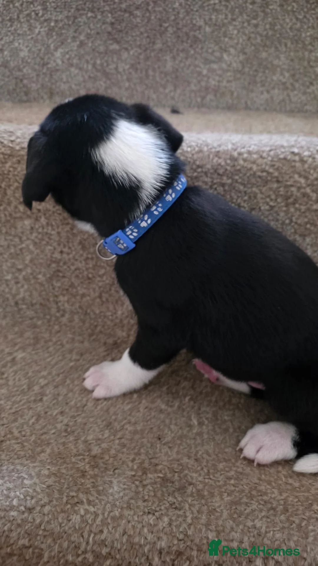 Mixed Breed dogs for sale: 5 Border Terrier Collie puppies  - Advert 12