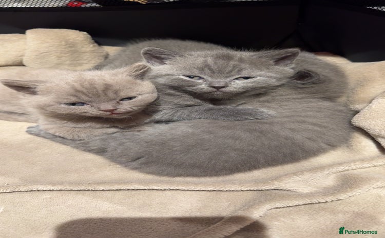 British Shorthair cats - Advert 1