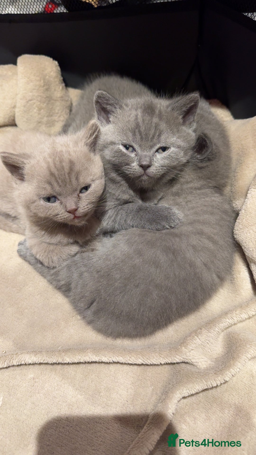 British Shorthair cats for sale: Beautiful Fluffy British Shorthair Kittens  - Image 1