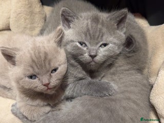 British Shorthair cats - Advert 1