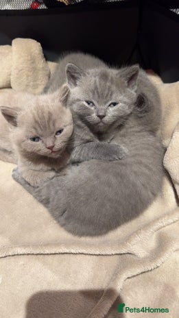 British Shorthair cats - Advert 1