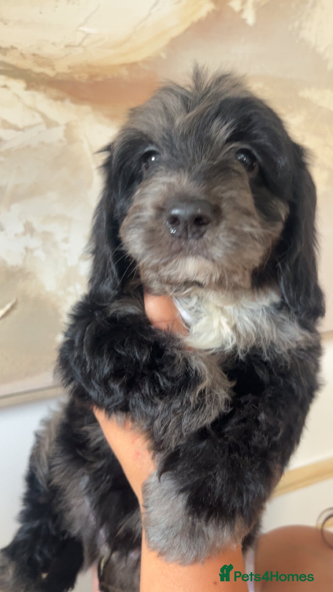 Cockapoo dogs F1 Health tested cockapoos 😍🔥⭐️ - Advert 17