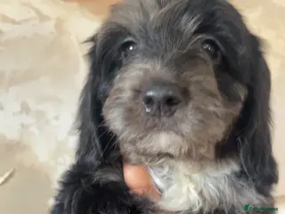 Cockapoo dogs F1 Health tested cockapoos 😍🔥⭐️ - Advert 9