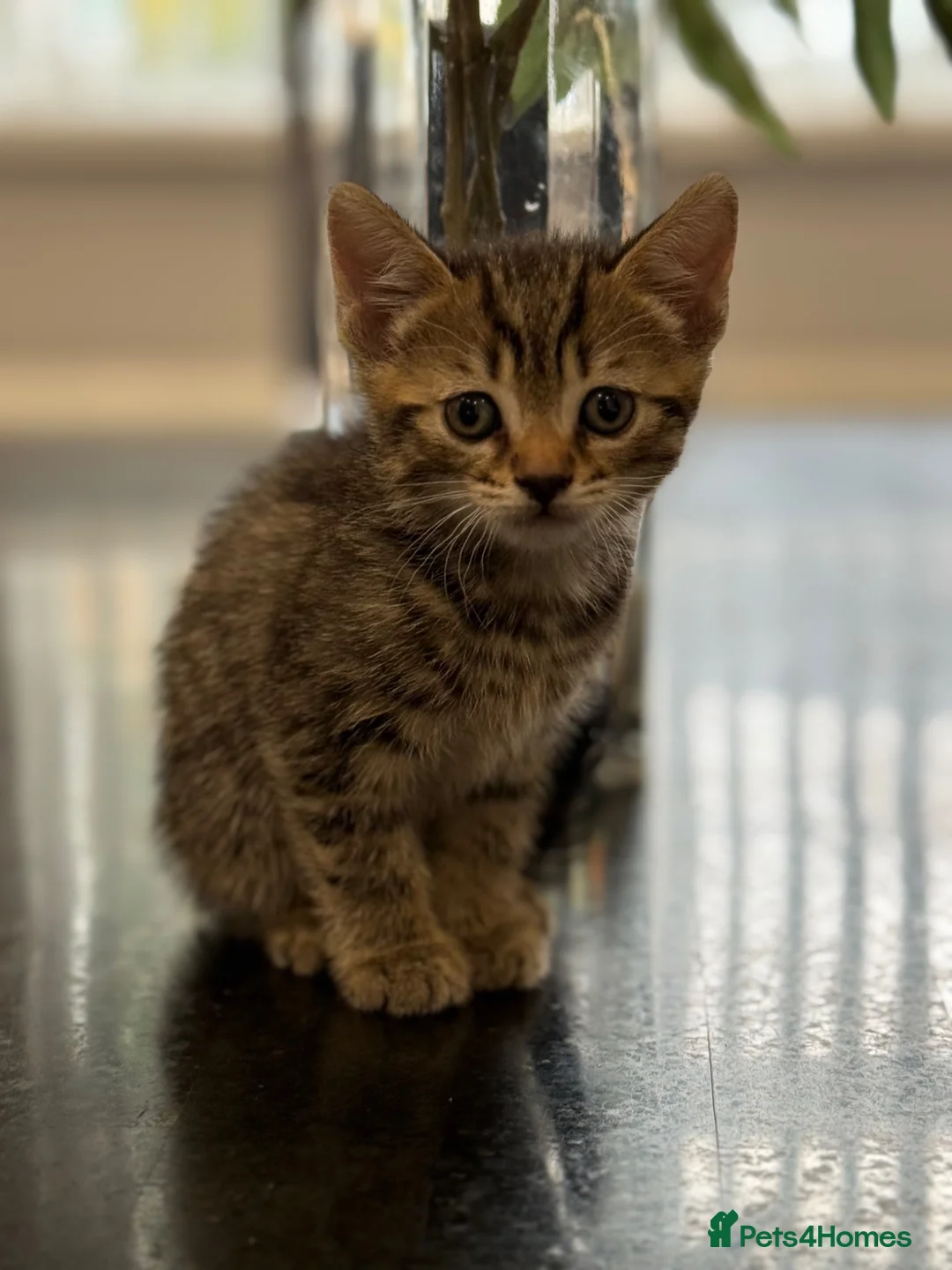 Mixed Breed cats for sale: Beautiful mixed breeds - Advert 2