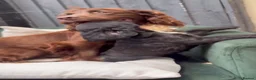 Cockapoo dogs for sale: F1 B cockerpoos  - Advert 8